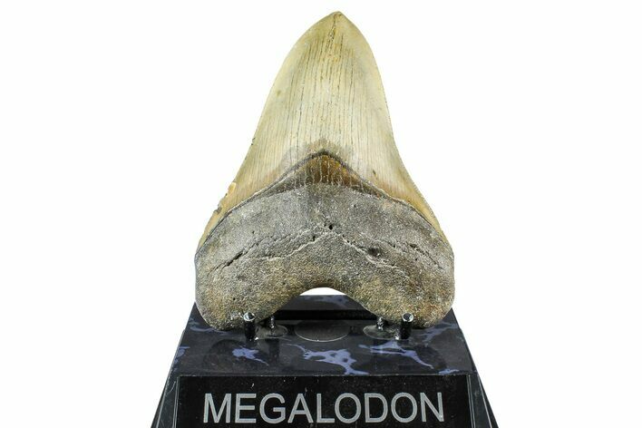 Serrated, Fossil Megalodon Tooth - North Carolina #368426